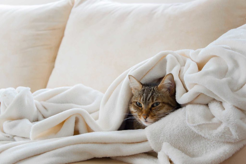 winter diy home projects