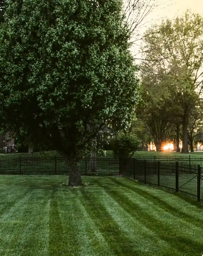 Lush, freshly mowed lawn and trees