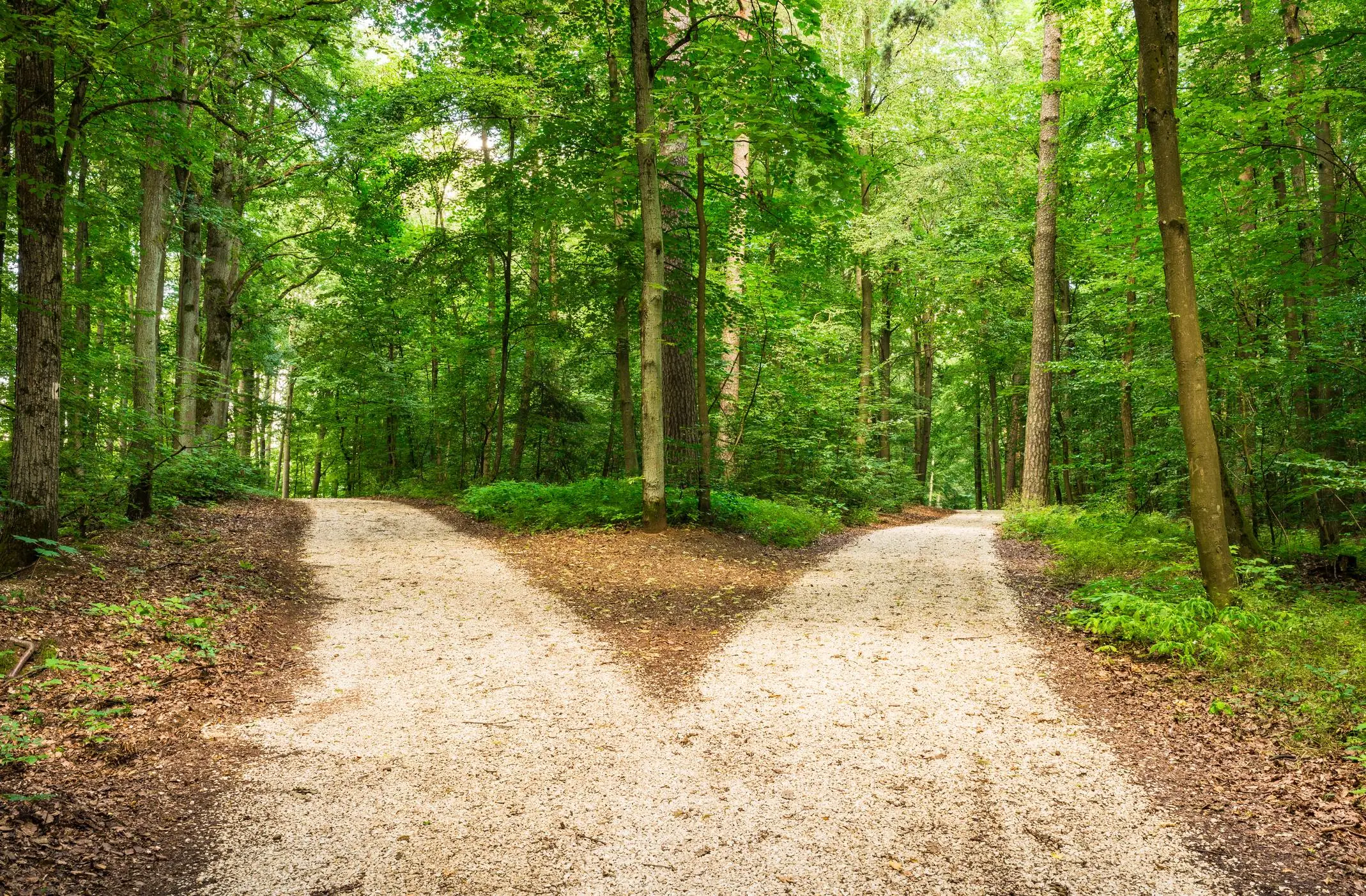 Crossroad in green forest